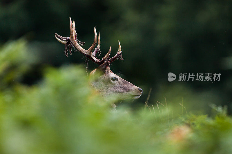 马鹿(Cervus elaphus)